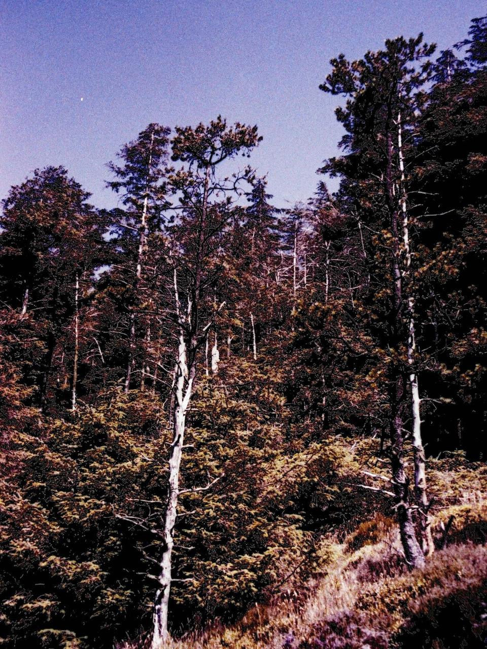 Olympus Superzoom 800 35mm film camera